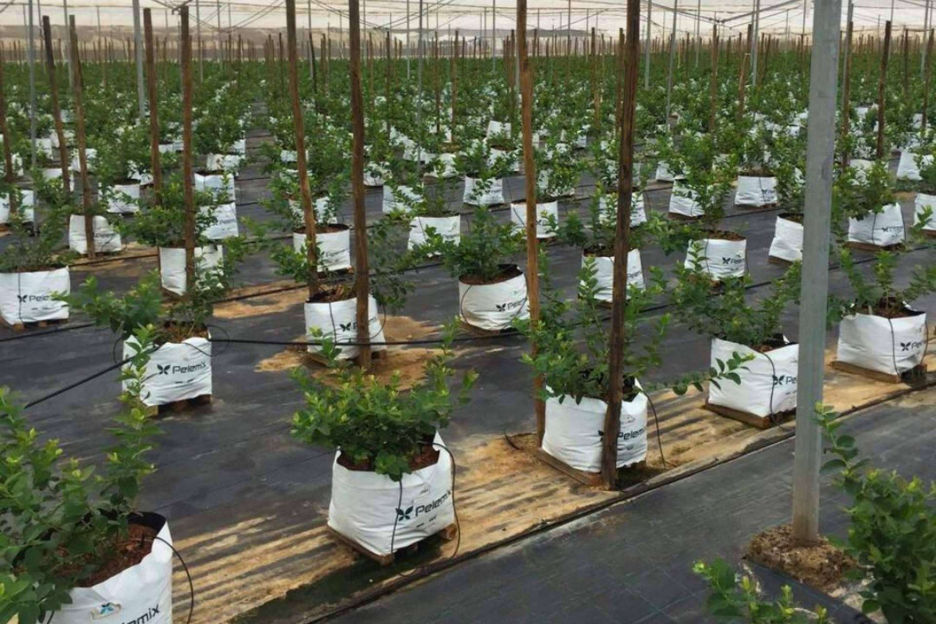 Pelemix ofrece productos a base de fibra de coco para potenciar el cultivo hidropónico de arándanos