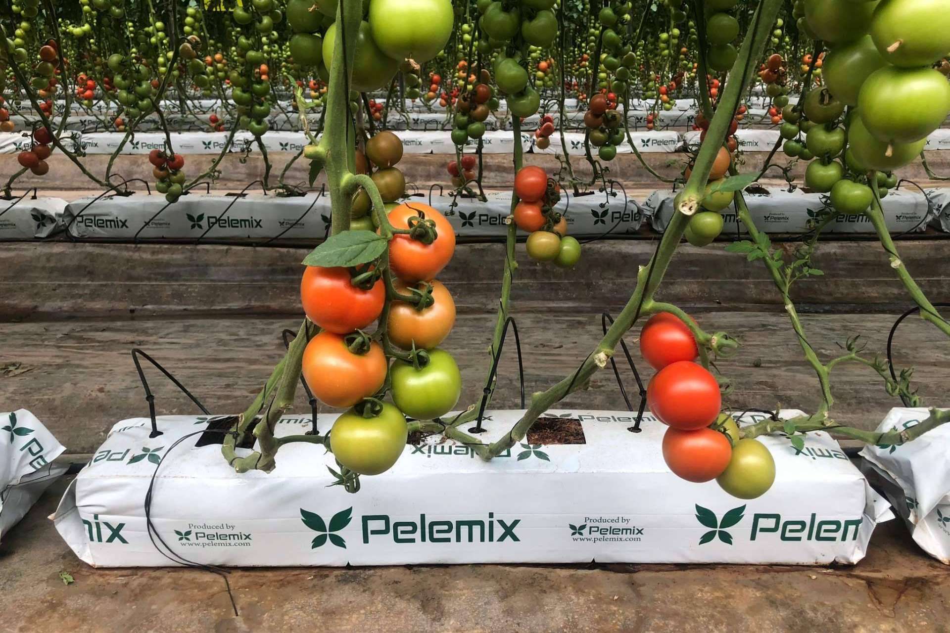Crecicimiento rentable del cultivo de tomates con los sustratos de coco