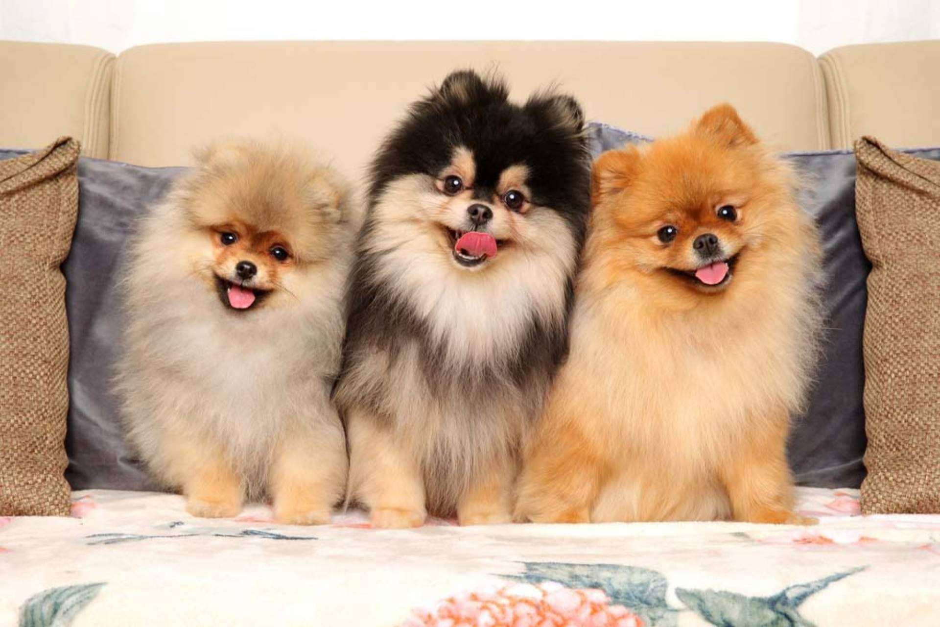 Lo que hay que saber para alimentar de forma adecuada a un pomerania