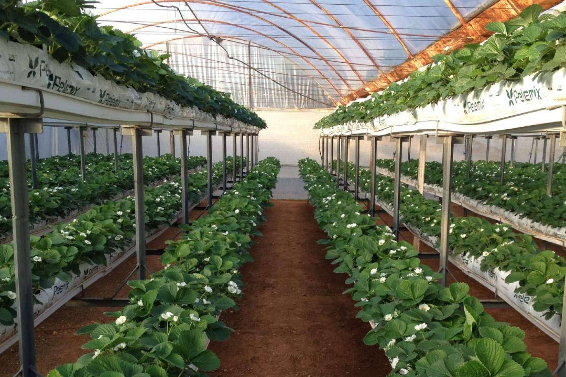 La tecnología de Pelemix aprovecha las fibras de coco y sus propiedades para el cultivo sostenible de fresas