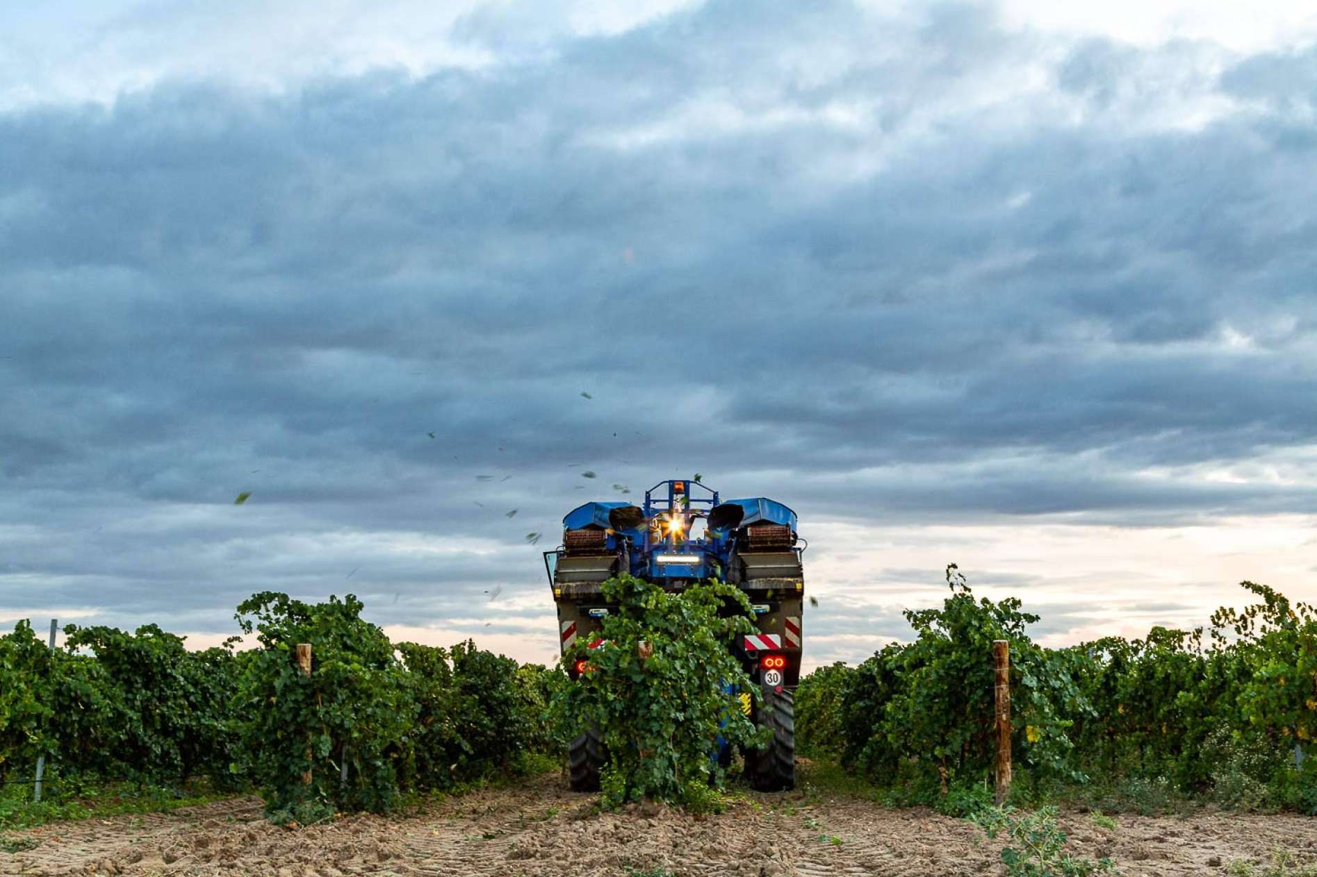 Características y ventajas de la vendimia nocturna, por Bodegas Pandora