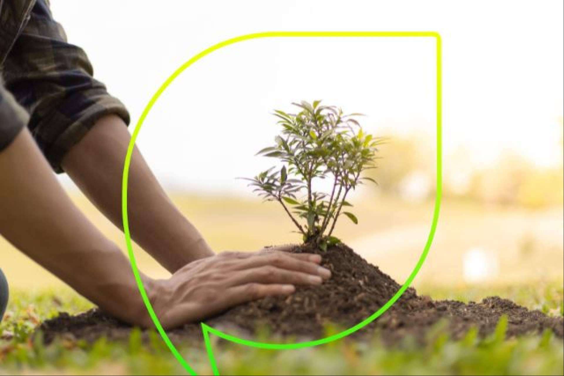 EccoForest, el bosque de EccoFreight que absorbe más de 635,000 kilogramos de CO2 al año