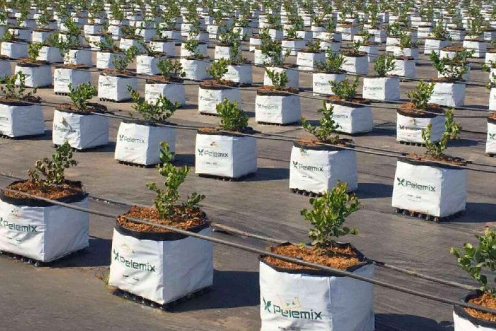 Pelemix impulsa el rendimiento sostenible del cultivo de arándanos con soluciones de sustrato de coco comprimido de alta