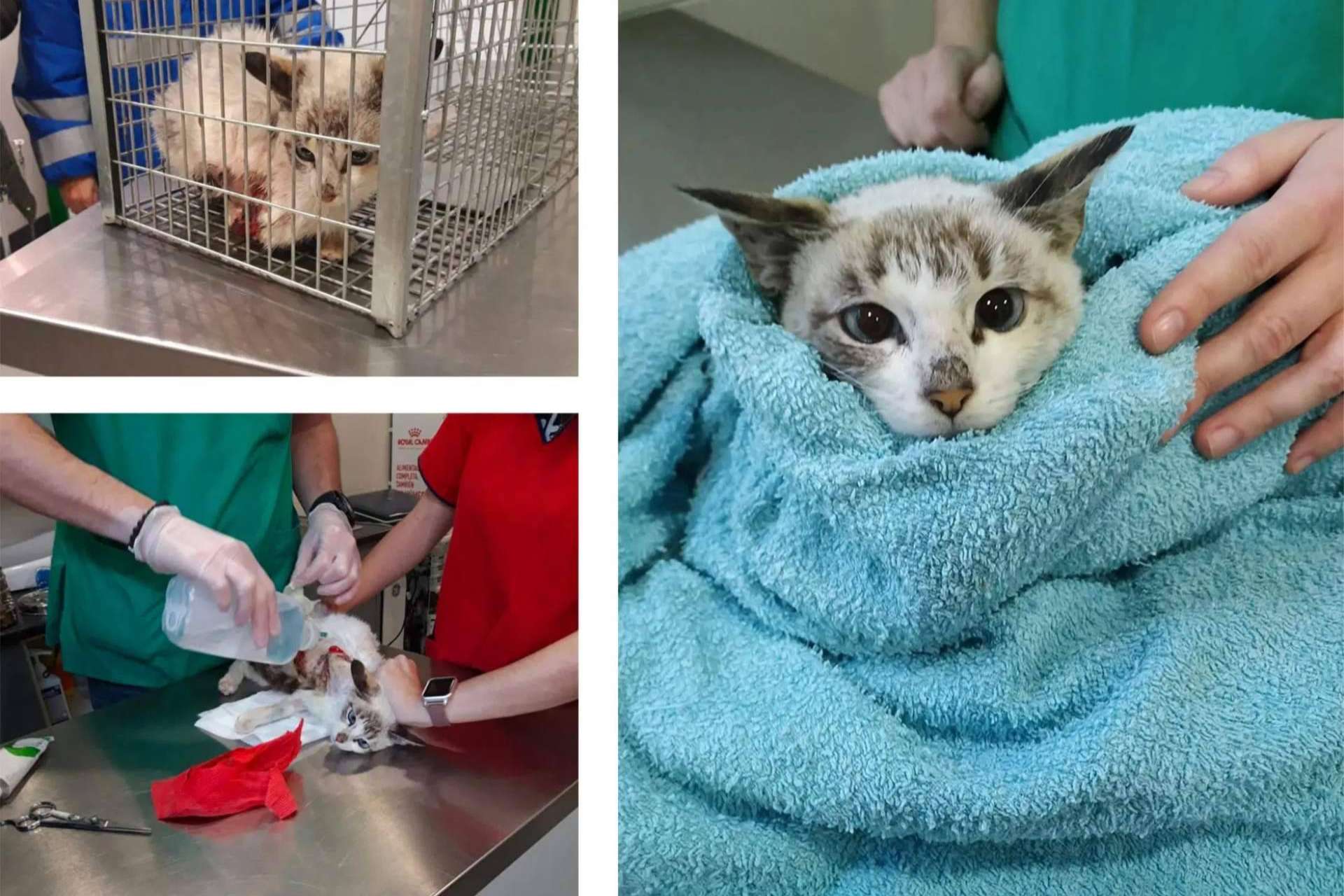 Pienso Solidario Feral, la opción nutricional para gatos ferales que contribuye a su bienestar