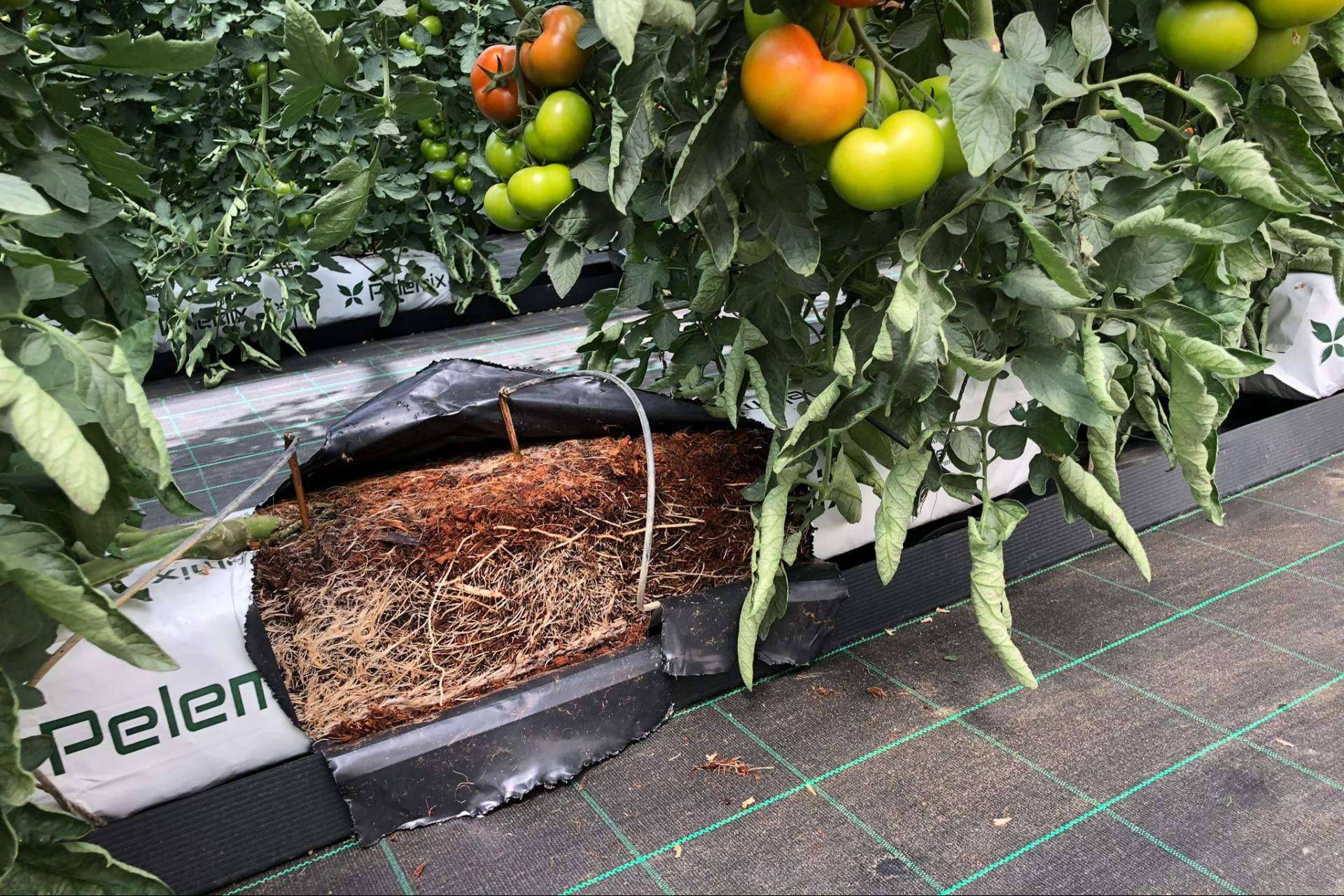 Sustratos de coco, la clave para cultivos de tomates en invernaderos