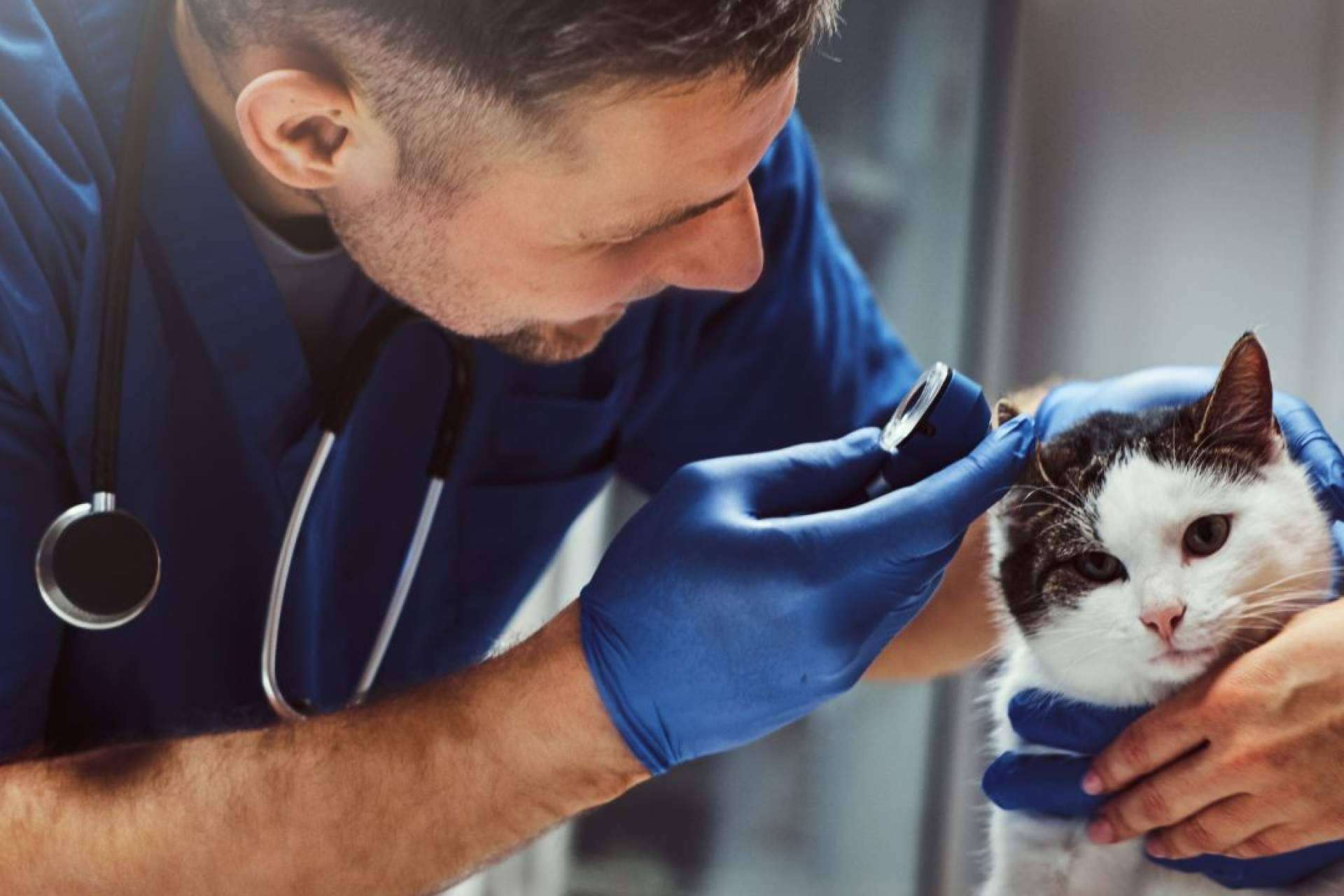 Vetformación propone regalar educación veterinaria, una experiencia única para amantes de los animales