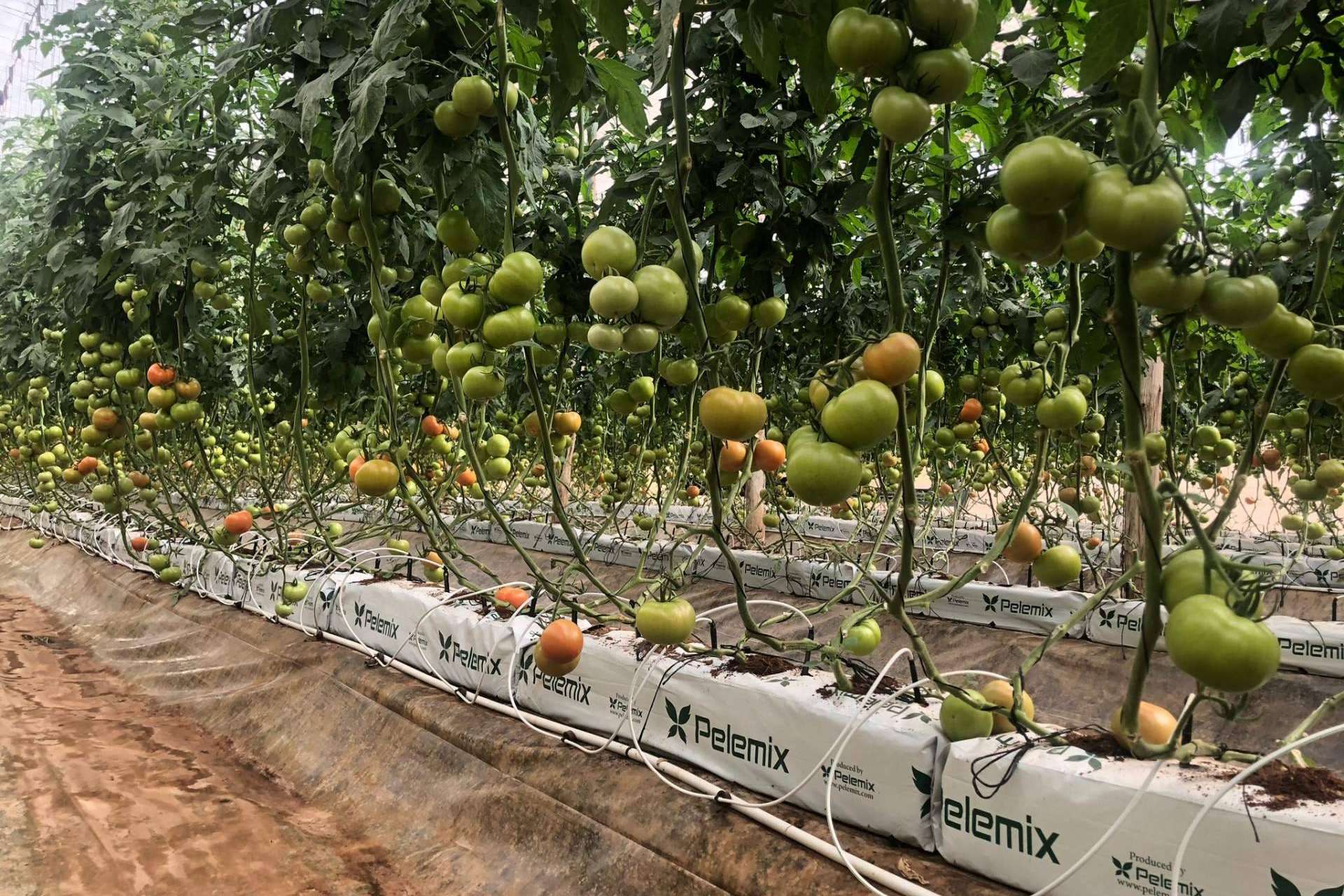 Agricultura sostenible, Pelemix refuerza su liderazgo en sustratos de coco de alto rendimiento