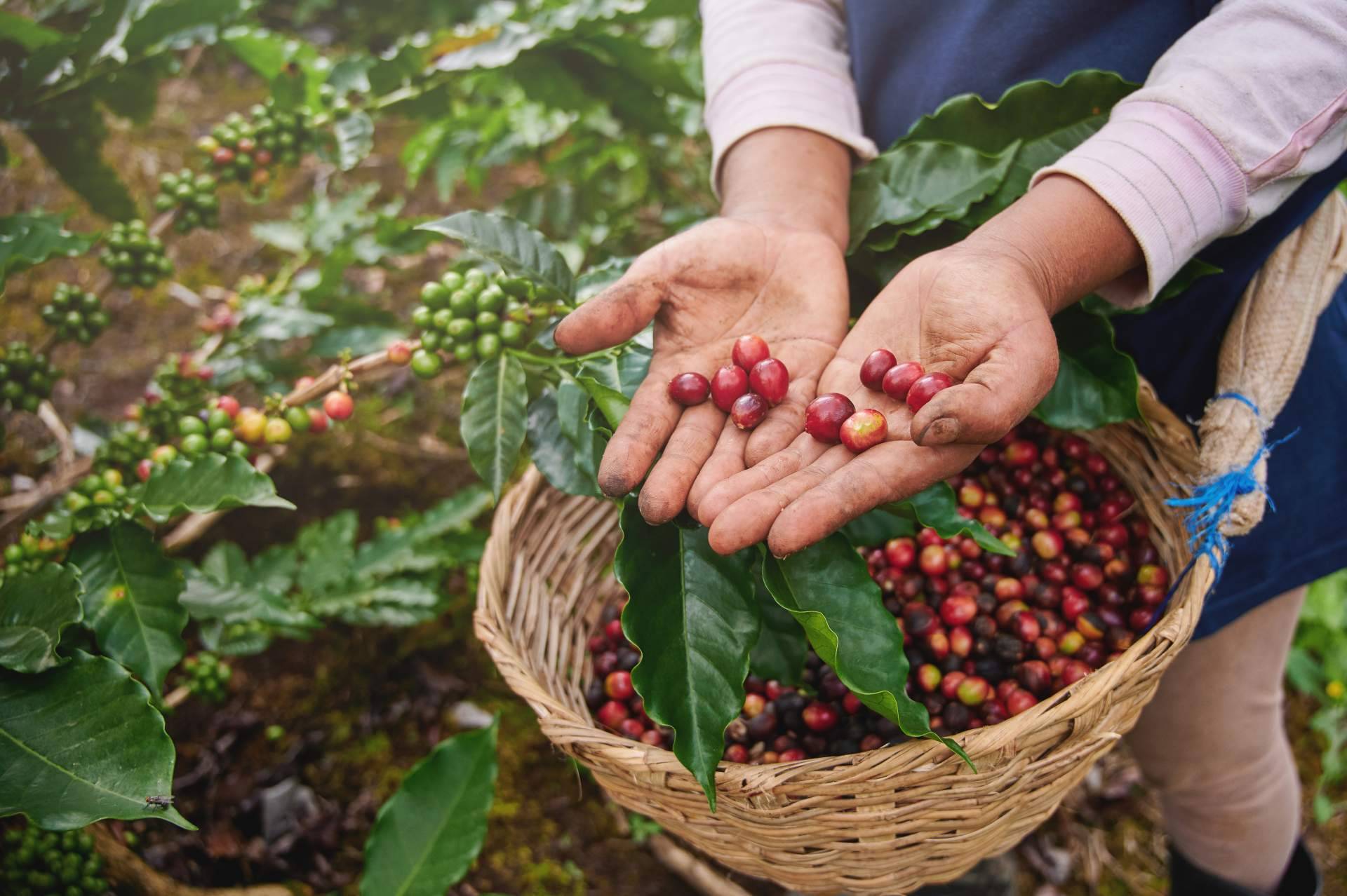 CAFEPARACASA, el café de finca que lleva la experiencia del café especialidad directamente a casa