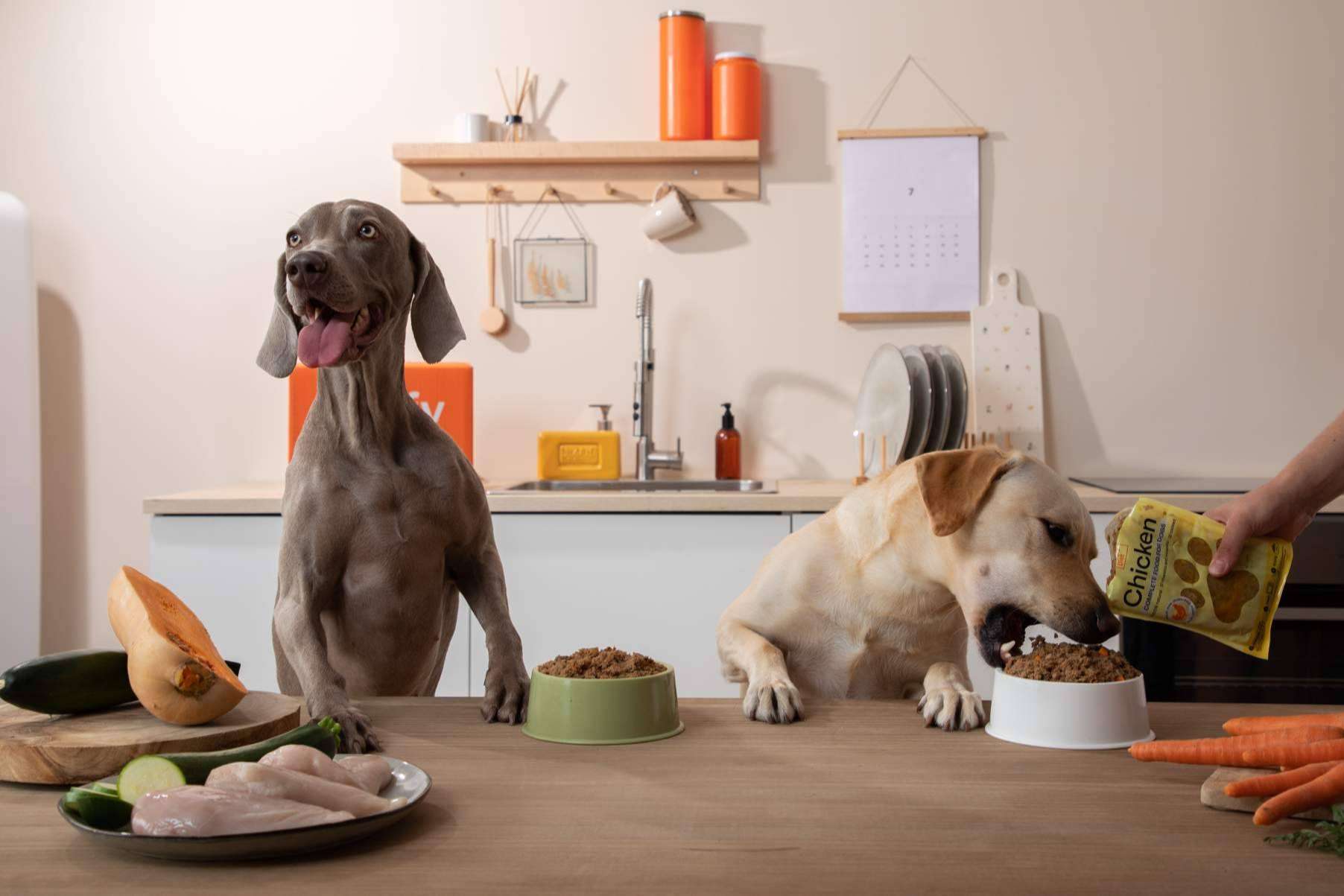 Tendencias actuales en alimentación natural para perros