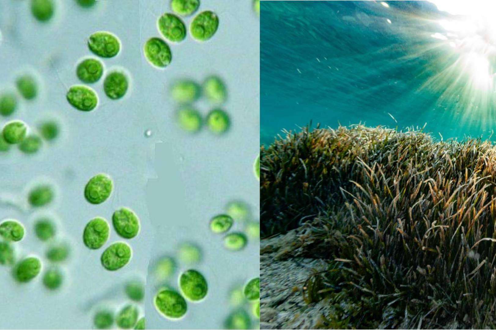 Fertilizantes de algas unicelulares de agua dulce vs. algas marinas; La revolución tecnológica Ecoganic