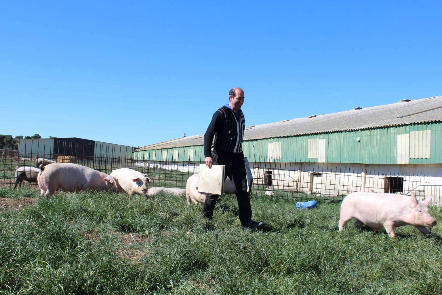 De la granja a la mesa; la producción de carne de cerdo ecológico