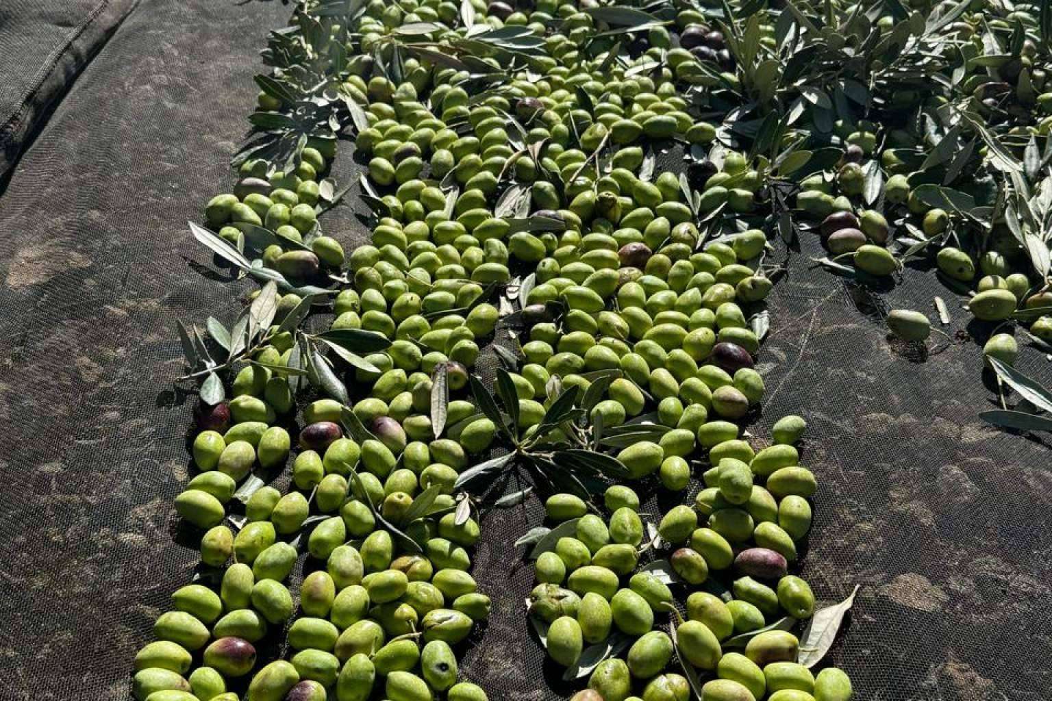 Tercio de las Torres, una tradición familiar de aceites de oliva gourmet con denominación de origen