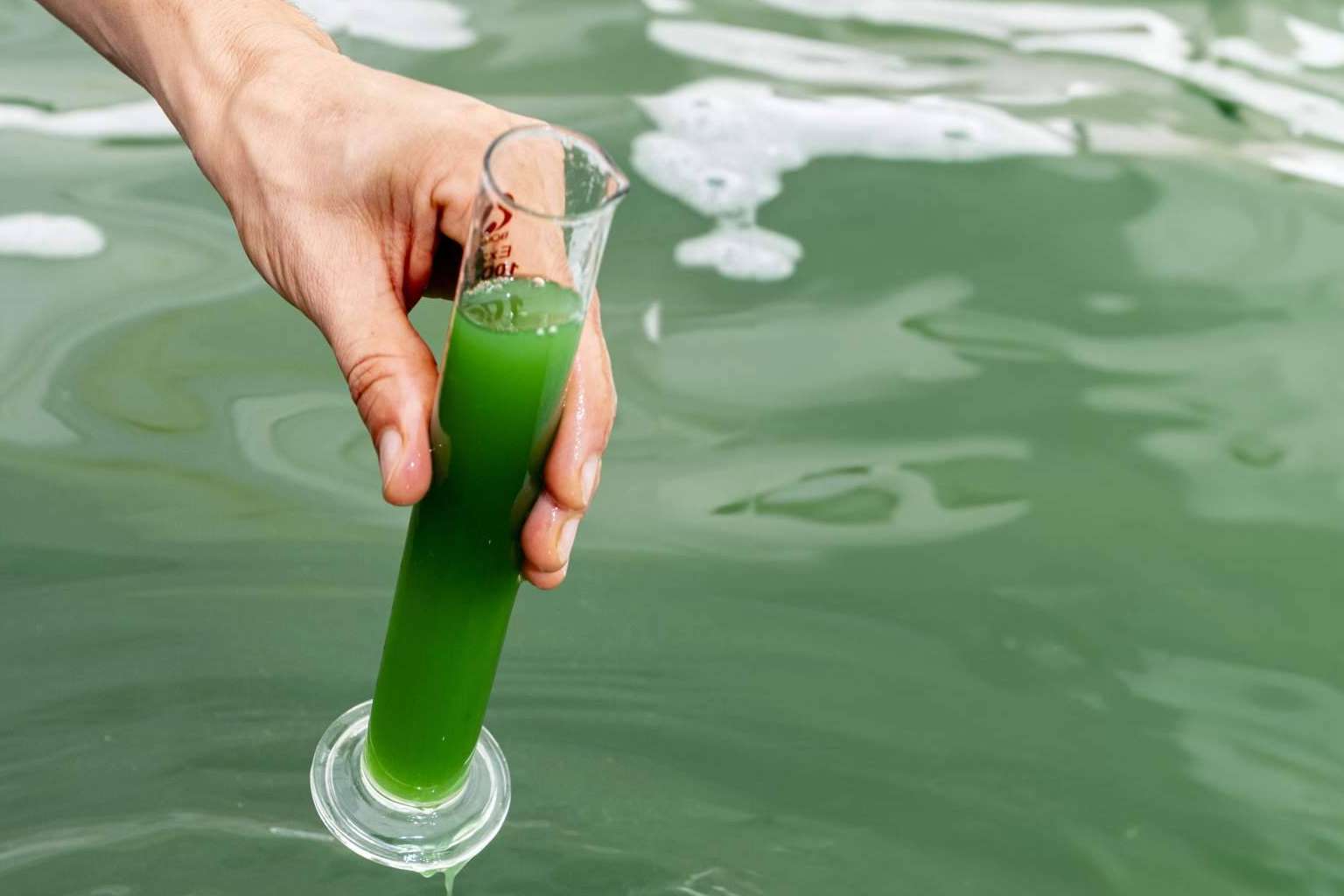 Blauver redefine el mercado de los suplementos alimenticios con su espirulina fresca
