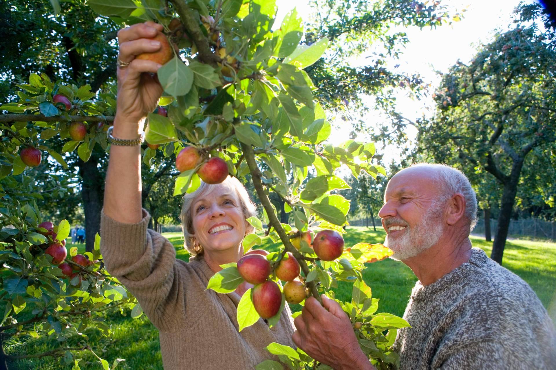 Las bebidas funcionales con vinagre de manzana conquistan el mercado saludable