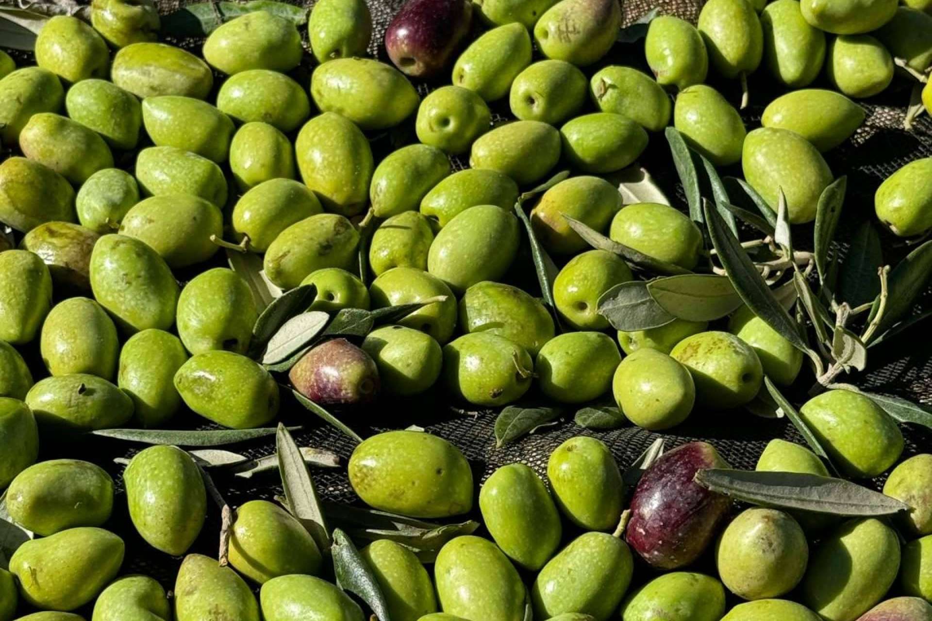 Tercio de las Torres, el aceite de oliva gourmet que conquista los sentidos