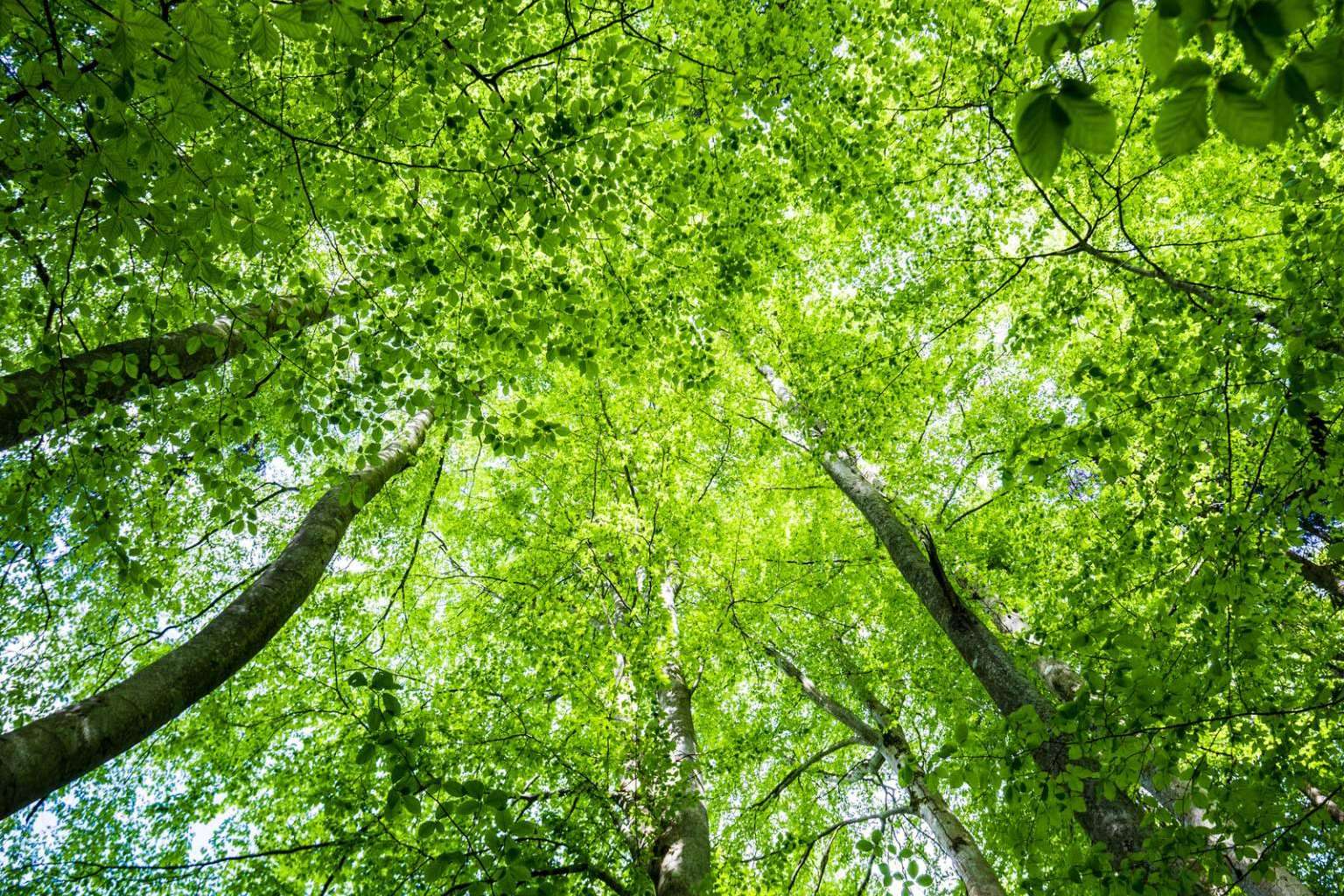 El impacto del periodismo verde en la lucha contra el cambio climático, según el CEO de ECOticias.com