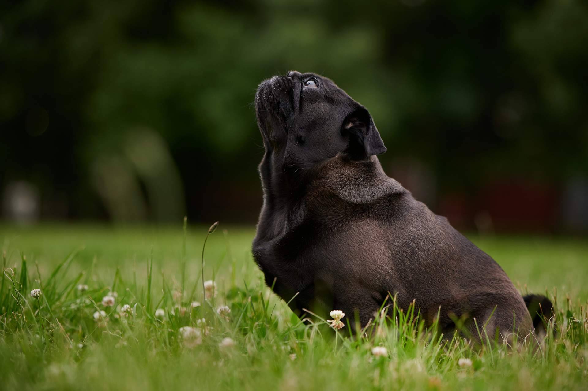 MAC’s, la marca alemana de alimentación natural para perros y gatos que consolida su presencia en España