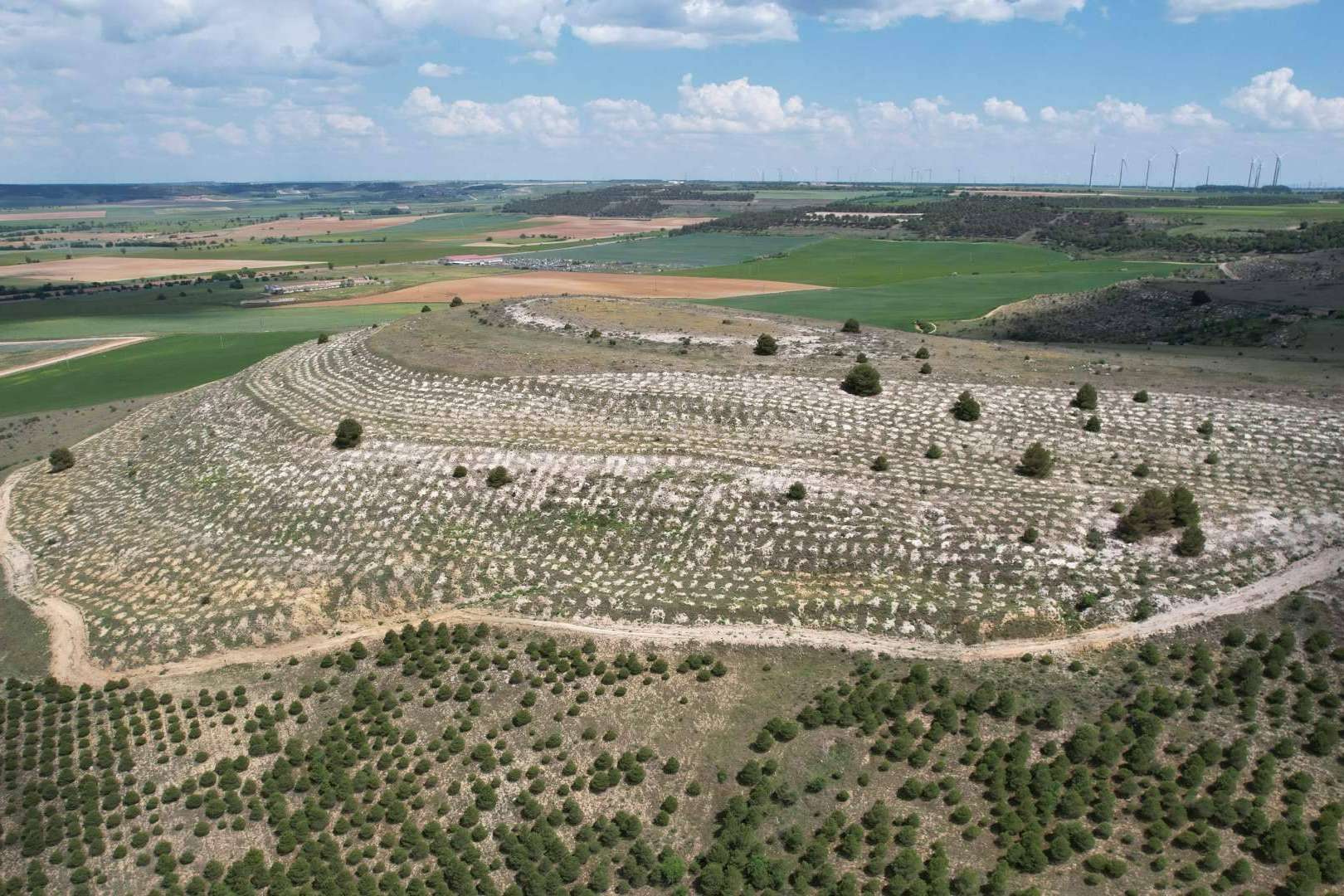 CO2 GESTIÓN transforma el paisaje español con más de 3 millones de árboles plantados
