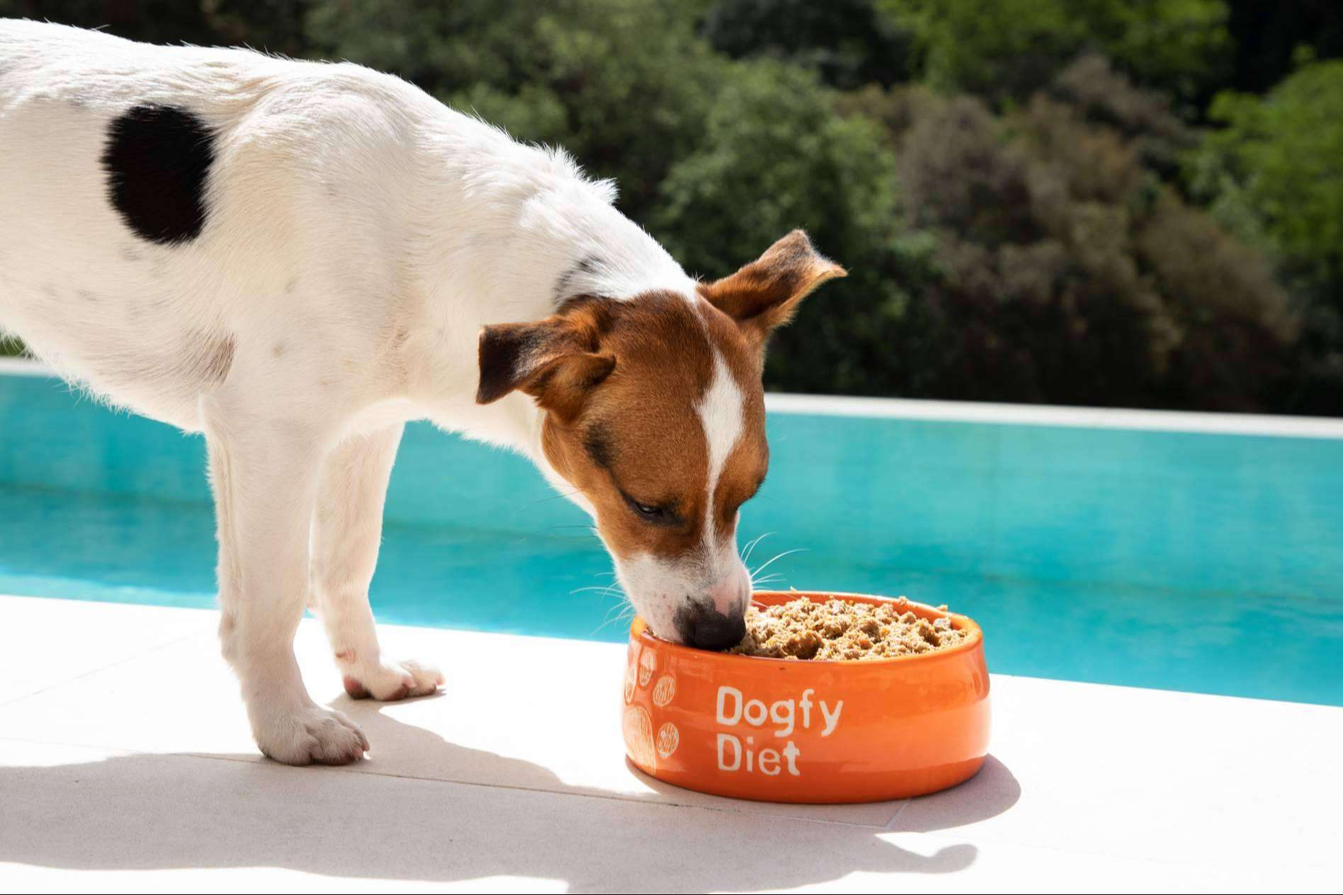 Dogfy Diet ofrece soluciones con comida natural para perros con sobrepeso mediante planes nutricionales ajustados