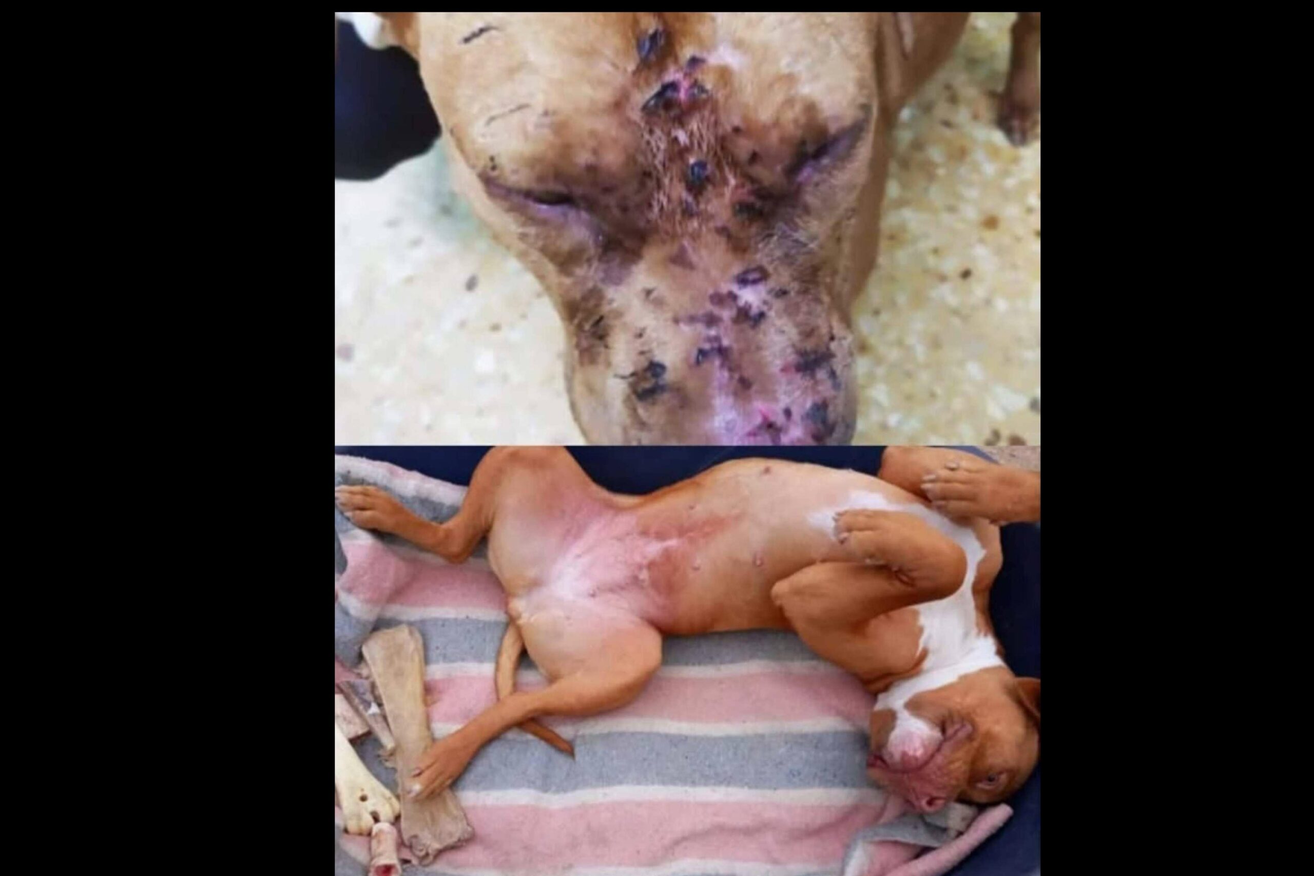 SOS Salvando Vidas España impulsa la adopción responsable de animales rescatados en situación de abandono
