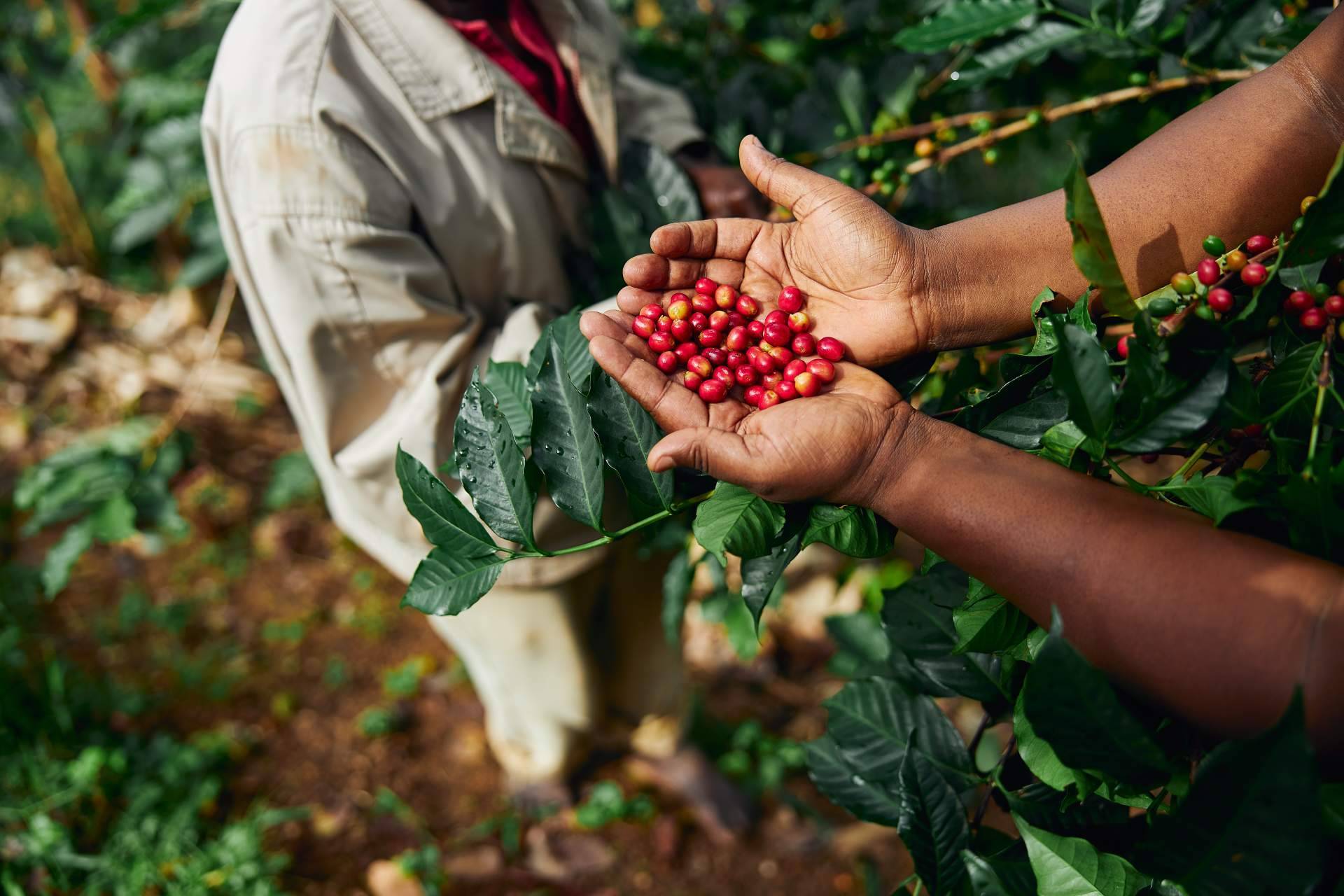 El café de especialidad para empresas gana protagonismo con la oferta personalizada de Fresh OCS