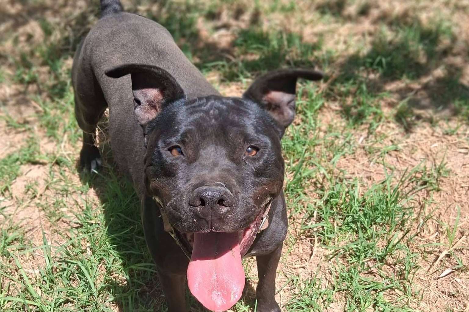 SOS Salvando Vidas transforma historias de abandono en adopciones responsables
