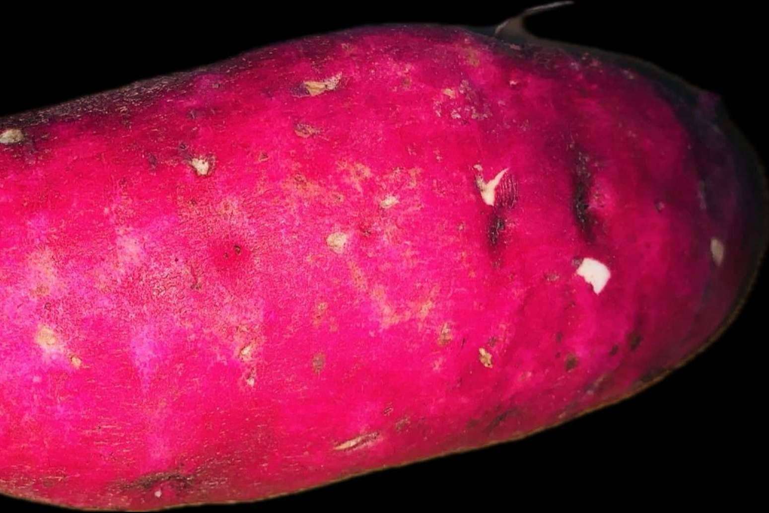 Mercado La Terminal Online revoluciona la compra de productos frescos con su servicio a domicilio