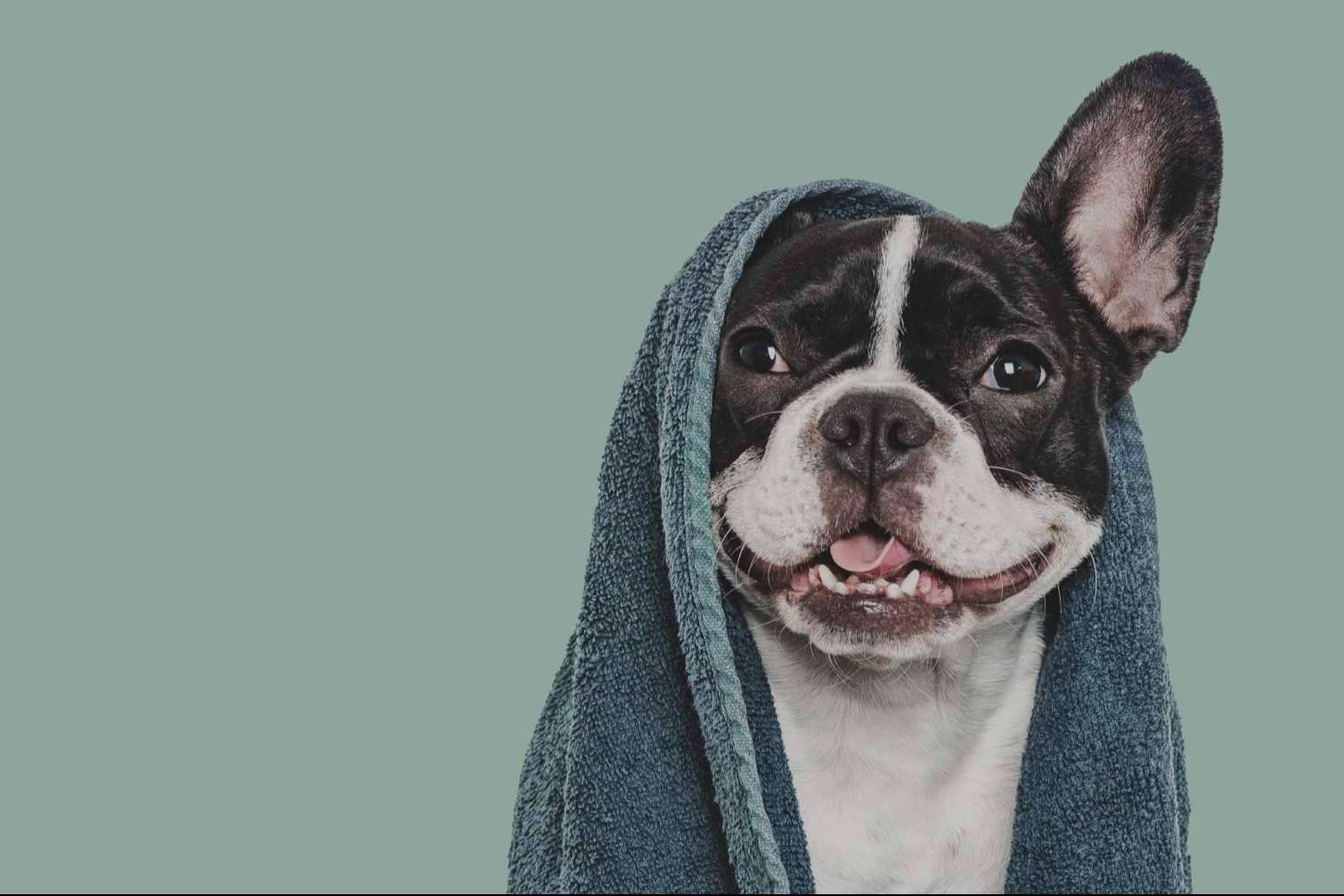Vetformación impulsa el futuro profesional en el sector animal con su curso de peluquería canina presencial en Barcelona