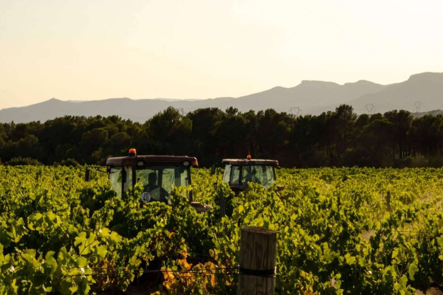 Compromiso con el entorno, Bodegues Visendra produce vinos ecológicos y veganos en Tarragona