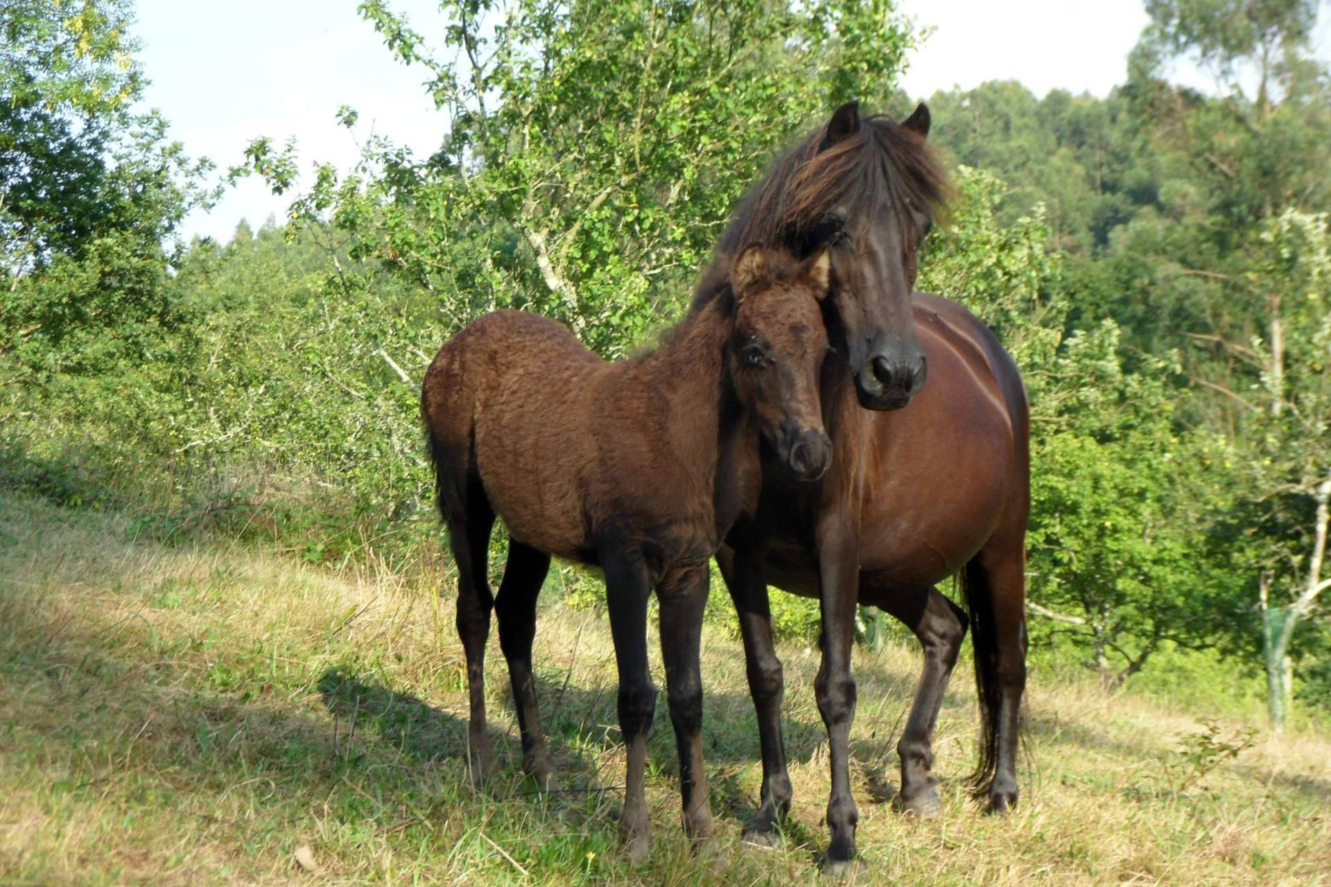 El Ecomuséu Ca l’Asturcón impulsa el ecoagroturismo asturcón con la recuperación del poni autóctono