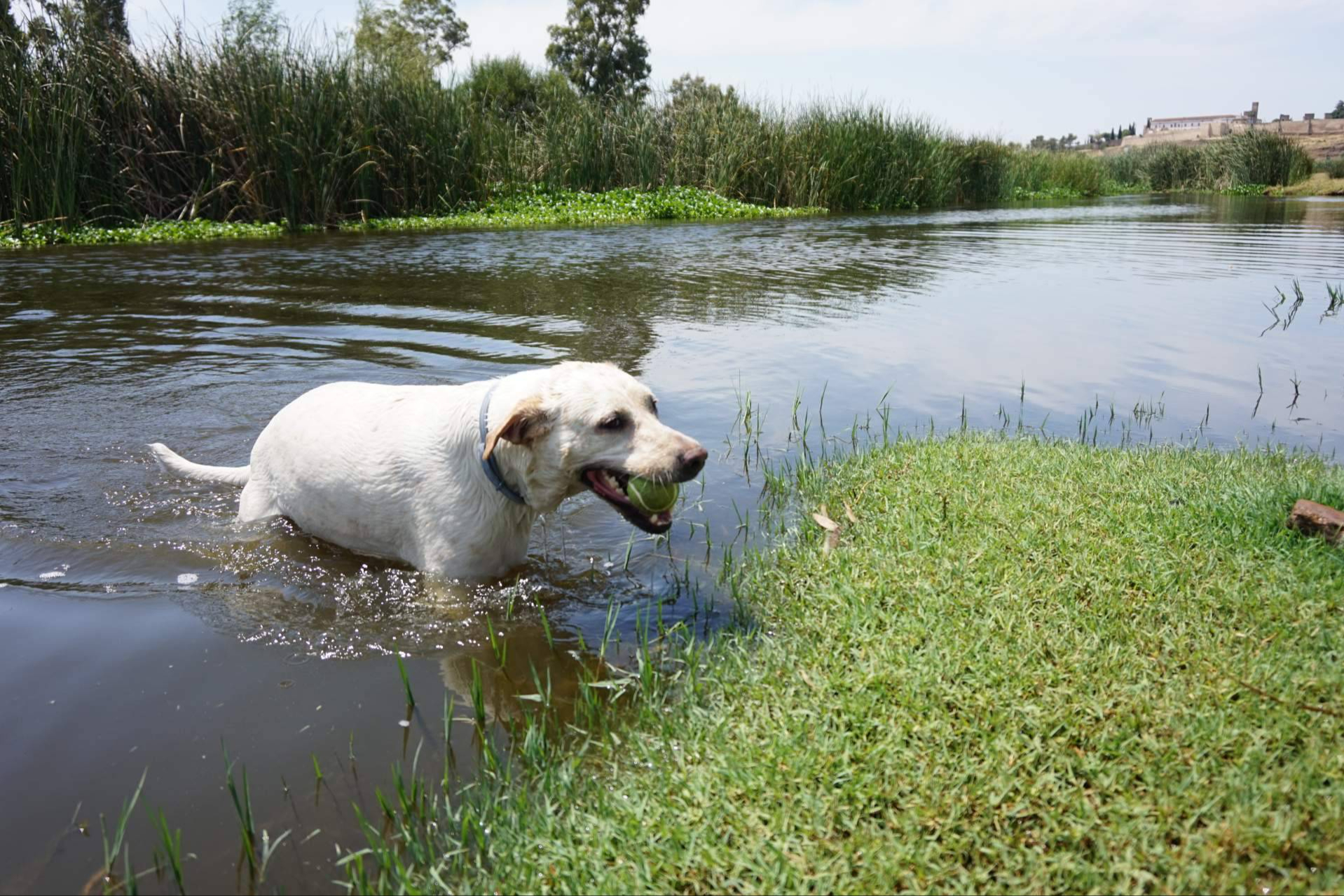 DogInquieta impulsa el turismo en Extremadura con mascota con asesoría a alojamientos