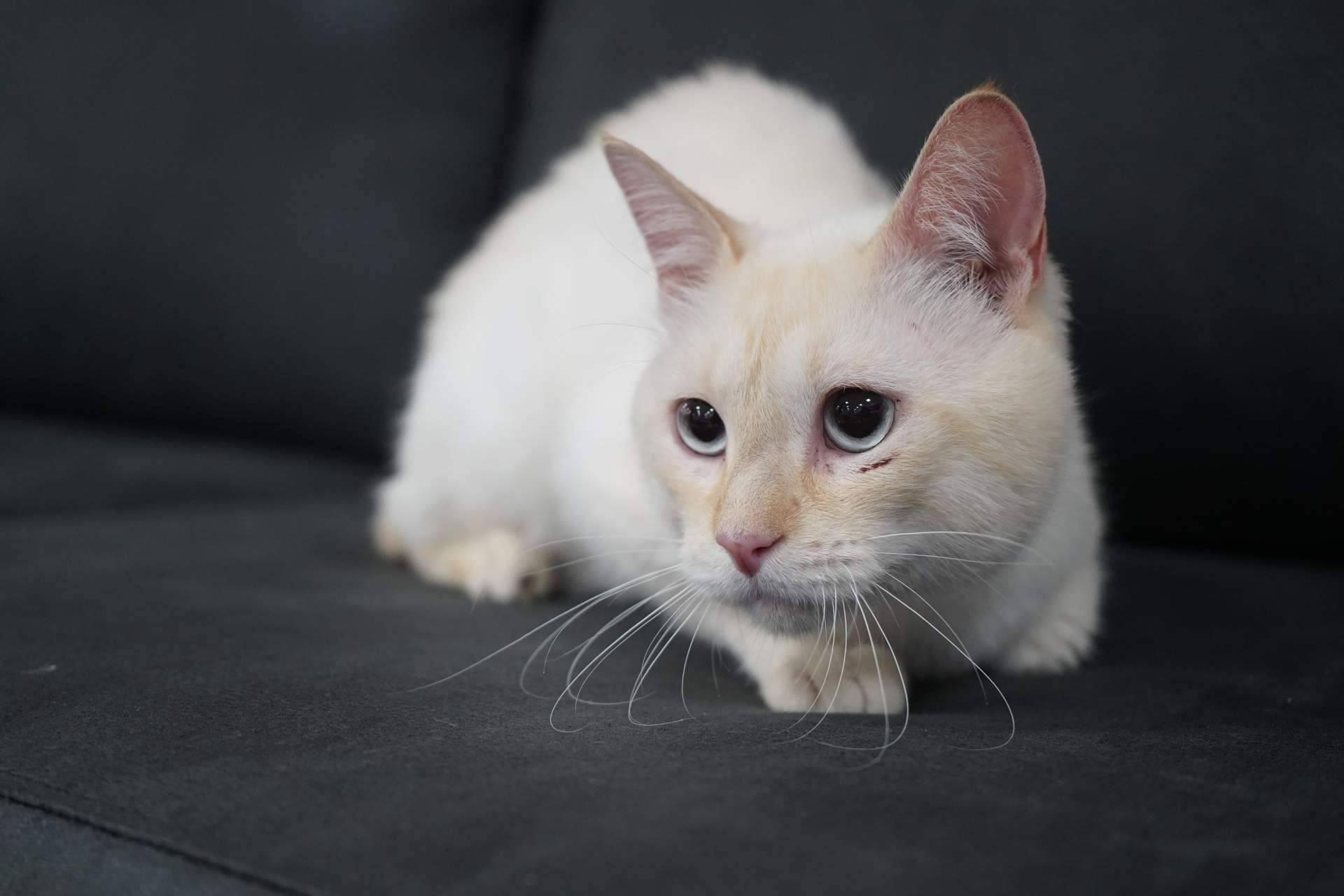 Sofás Valencia lanza sofás anti arañazos personalizables con tejidos resistentes para hogares con gatos