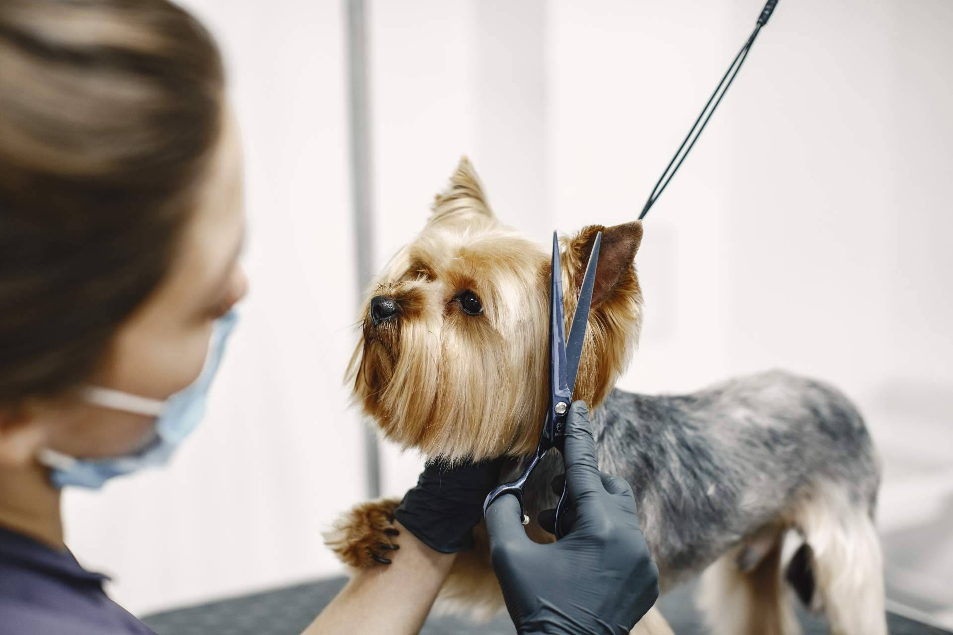 ISED refuerza su formación en peluquería canina con un curso orientado al empleo