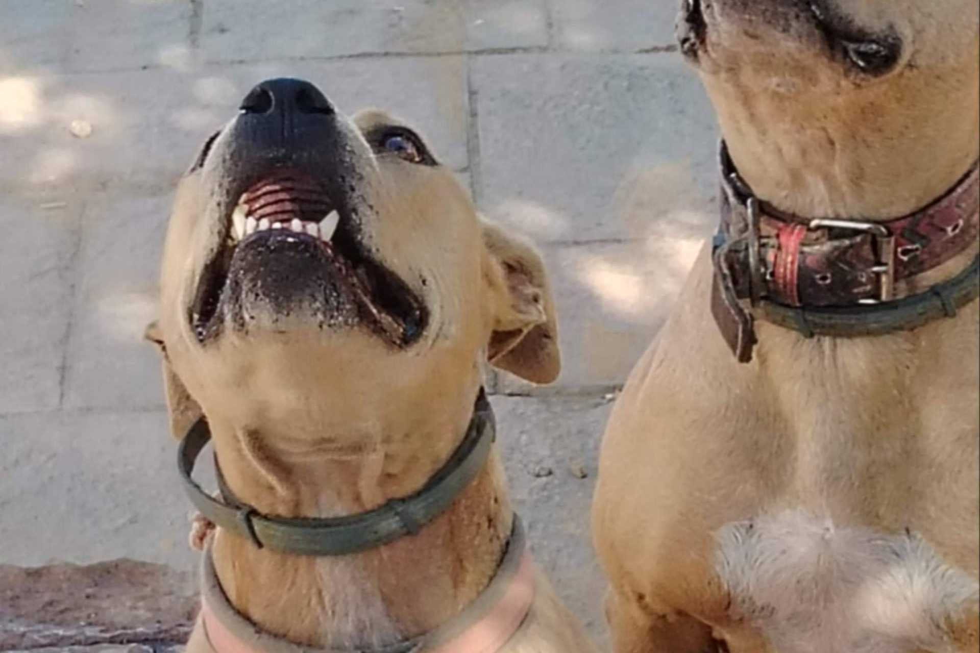 Adoptar perros sin prejuicios de raza, el objetivo de las campañas de SOS Salvando Vidas España