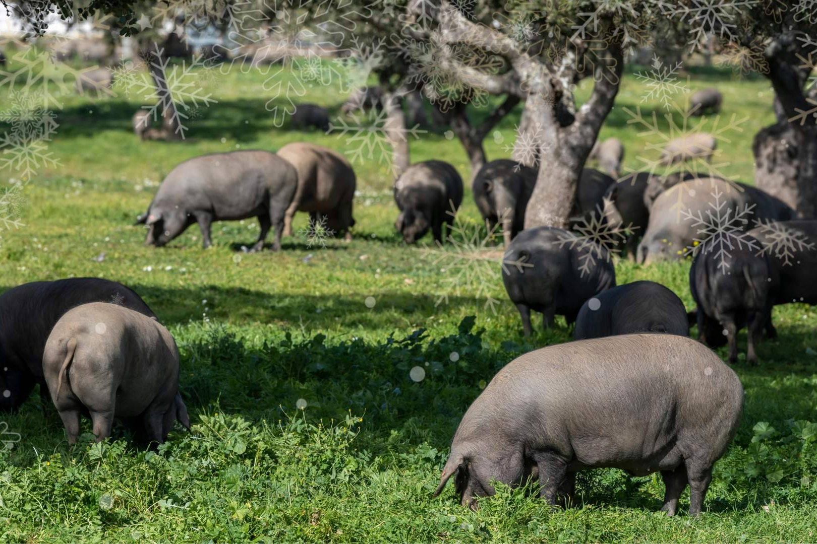 Higuera de la Sierra celebra la Navidad ibérica con Paulino; jamones y chacinas de elaboración propia y existencias limitadas