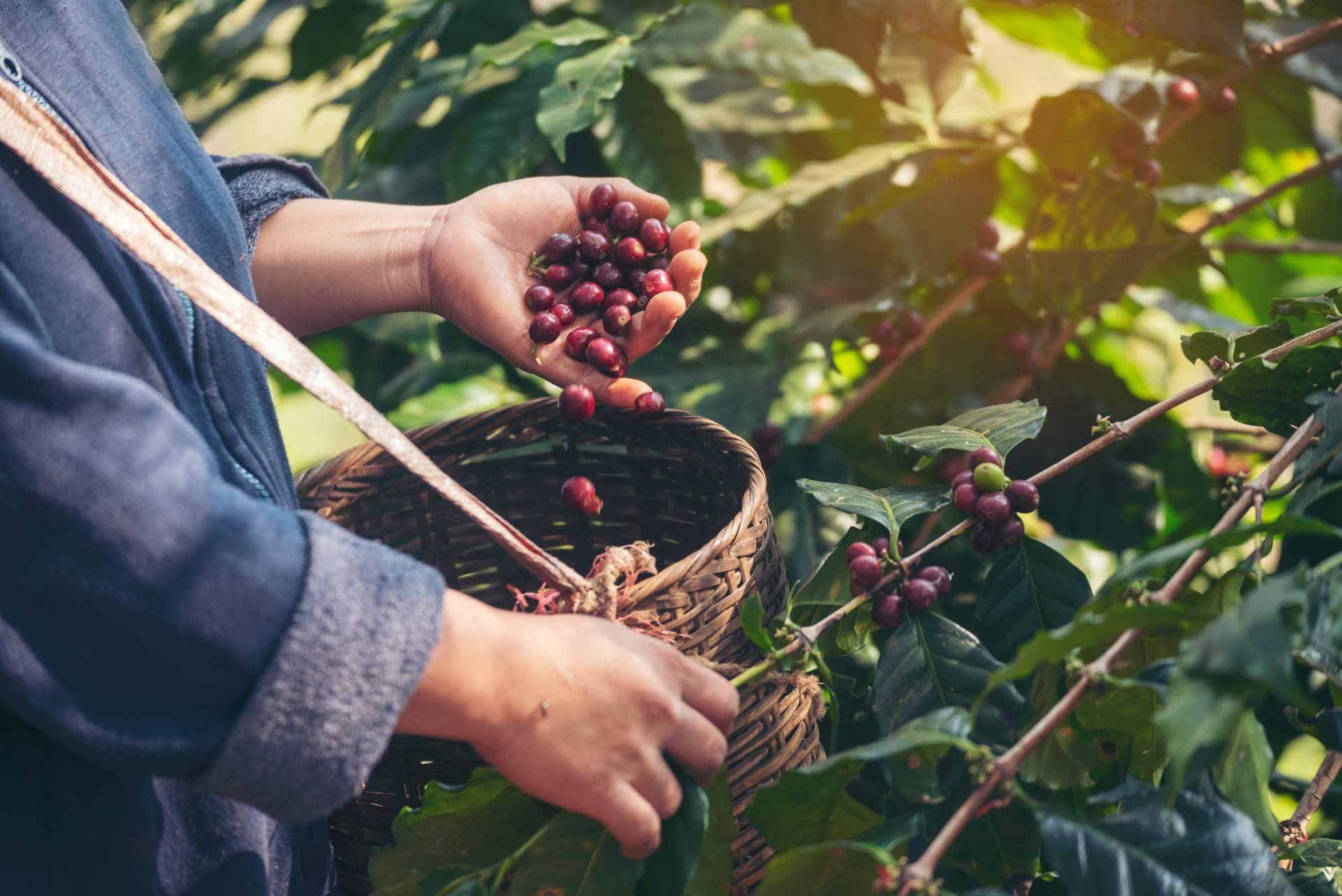 Máquinas de café para oficinas, el renting como solución flexible frente a la compra tradicional