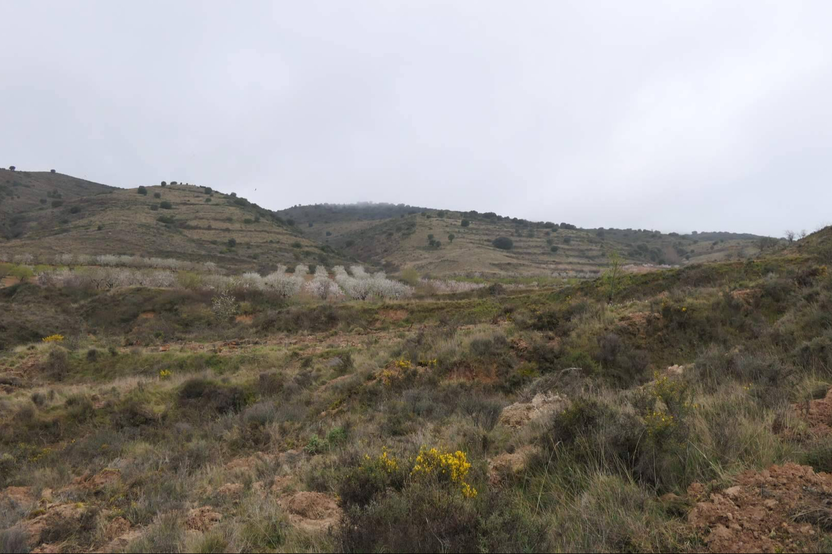 CO2 Gestión impulsa la compensación de huella de carbono empresarial con bosques sostenibles certificados