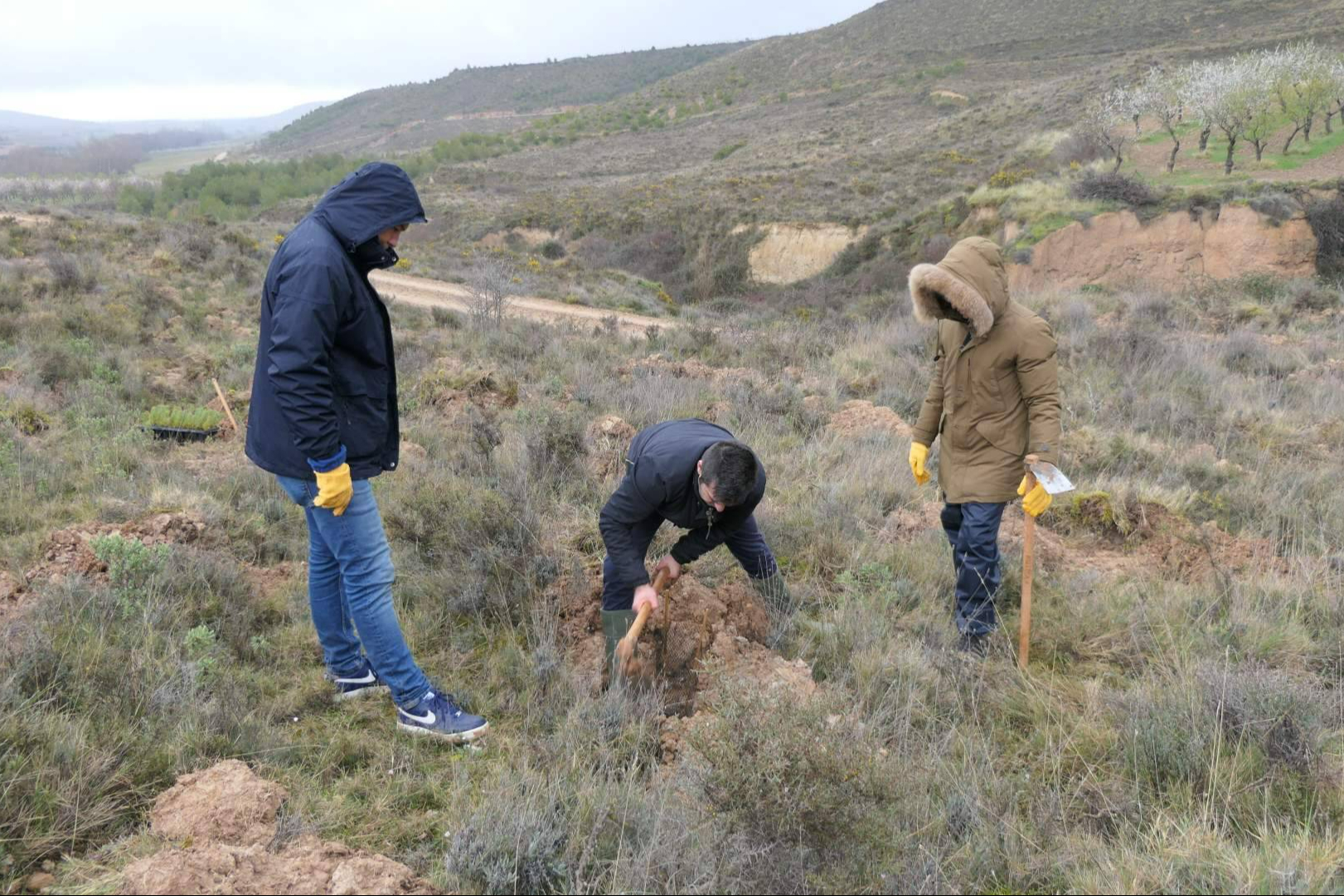 Reforestación corporativa en España; CO2 Gestión promueve bosques para compensar emisiones
