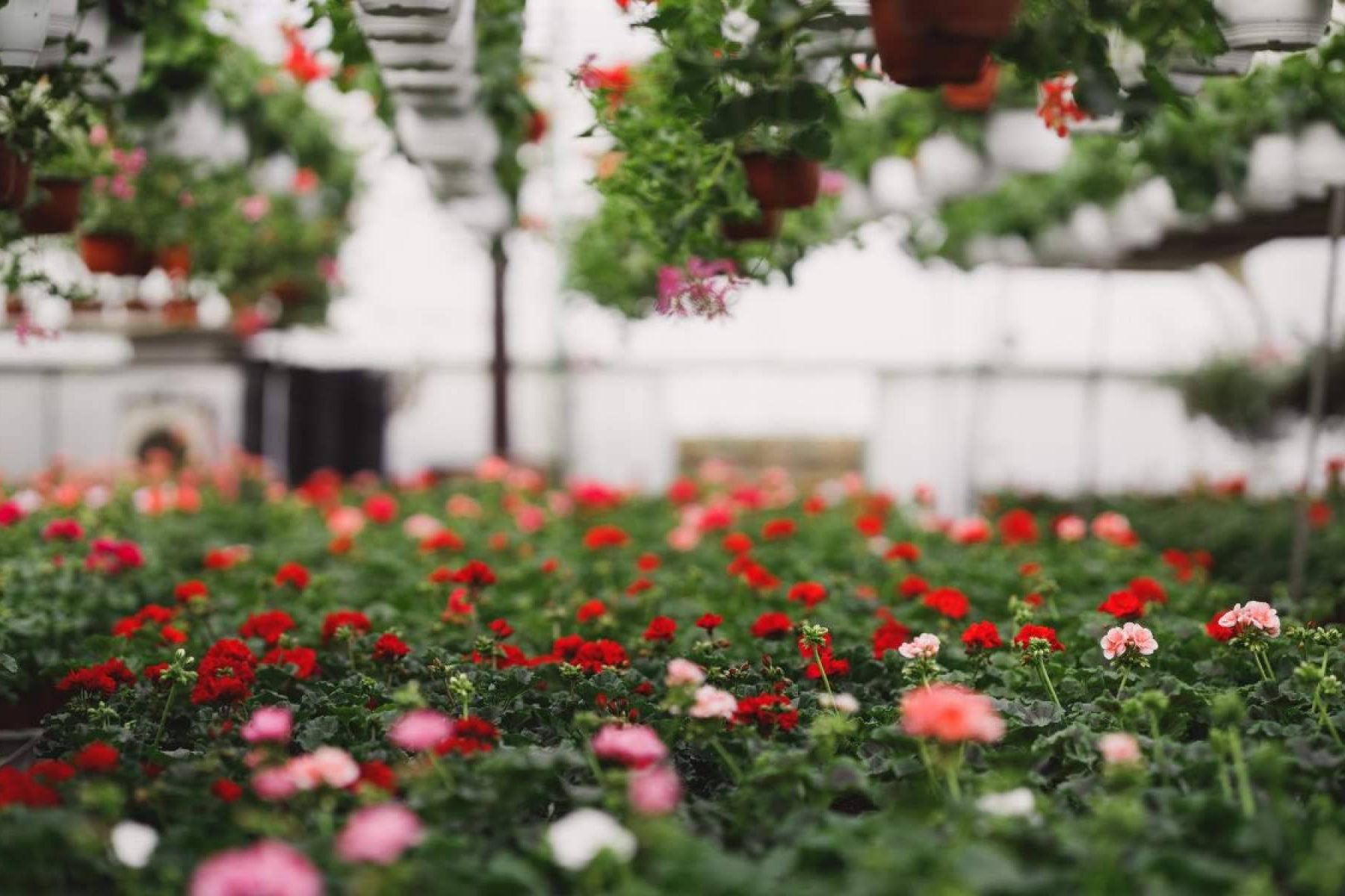 La Rosa De Oro, empresa lider de viveros en Sevilla, orienta sobre cómo elegir plantas según la temporada