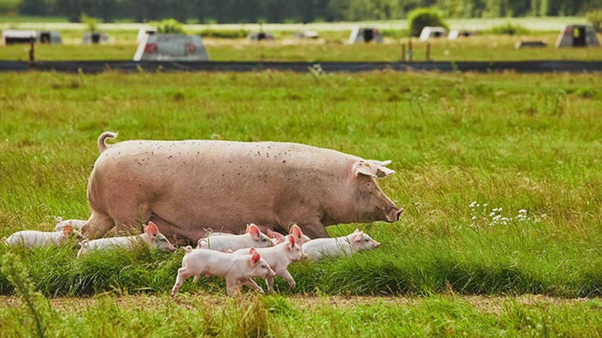 El respeto de los ciclos naturales gana protagonismo en la producción de carne ecológica