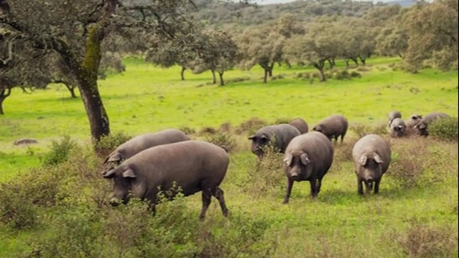 Cómo conservar una pieza de jamón ibérico en verano sin alterar sus cualidades